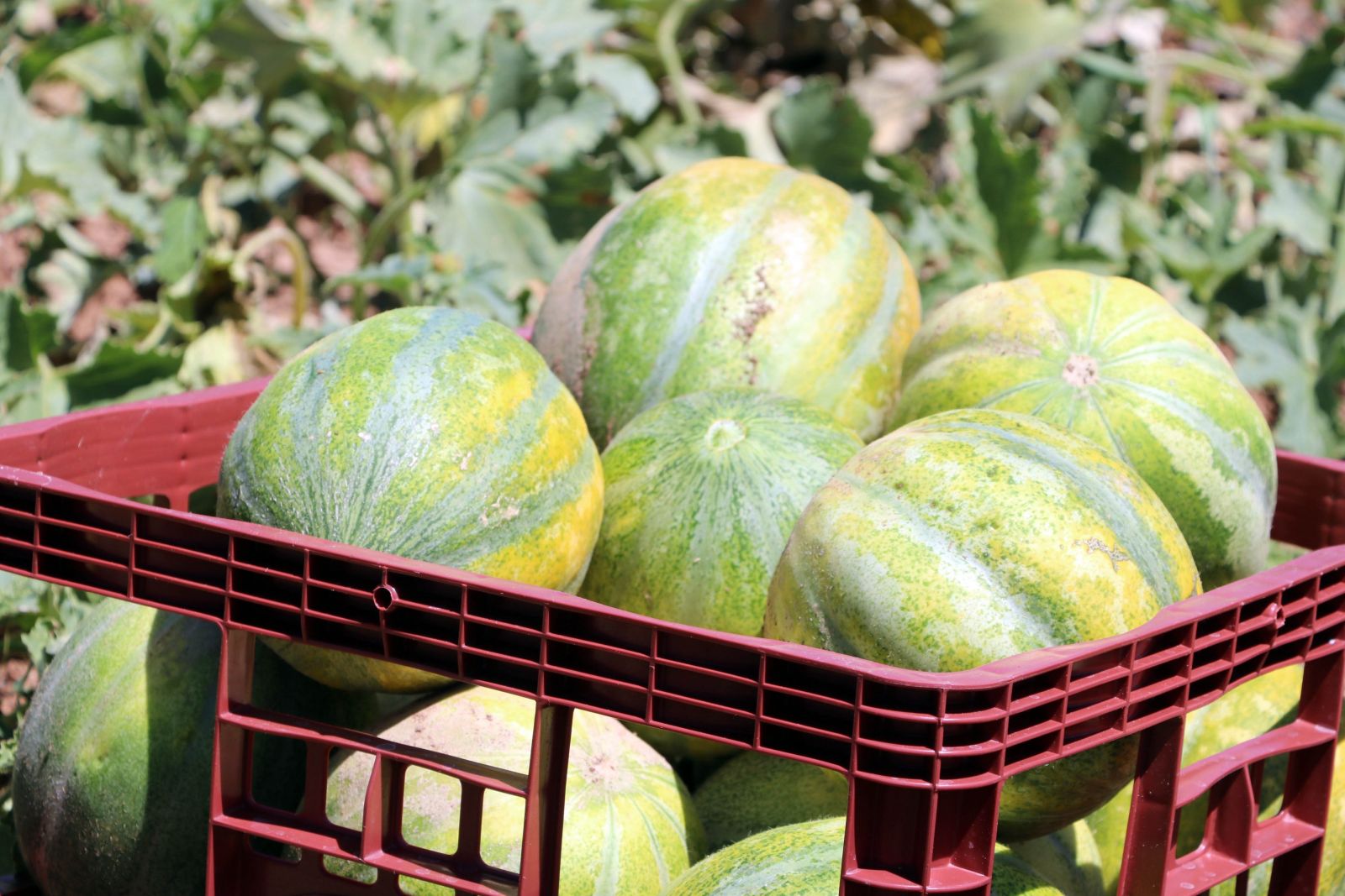 Yozgat’ta yetişiyor, şekli kavuna tadı muza benziyor