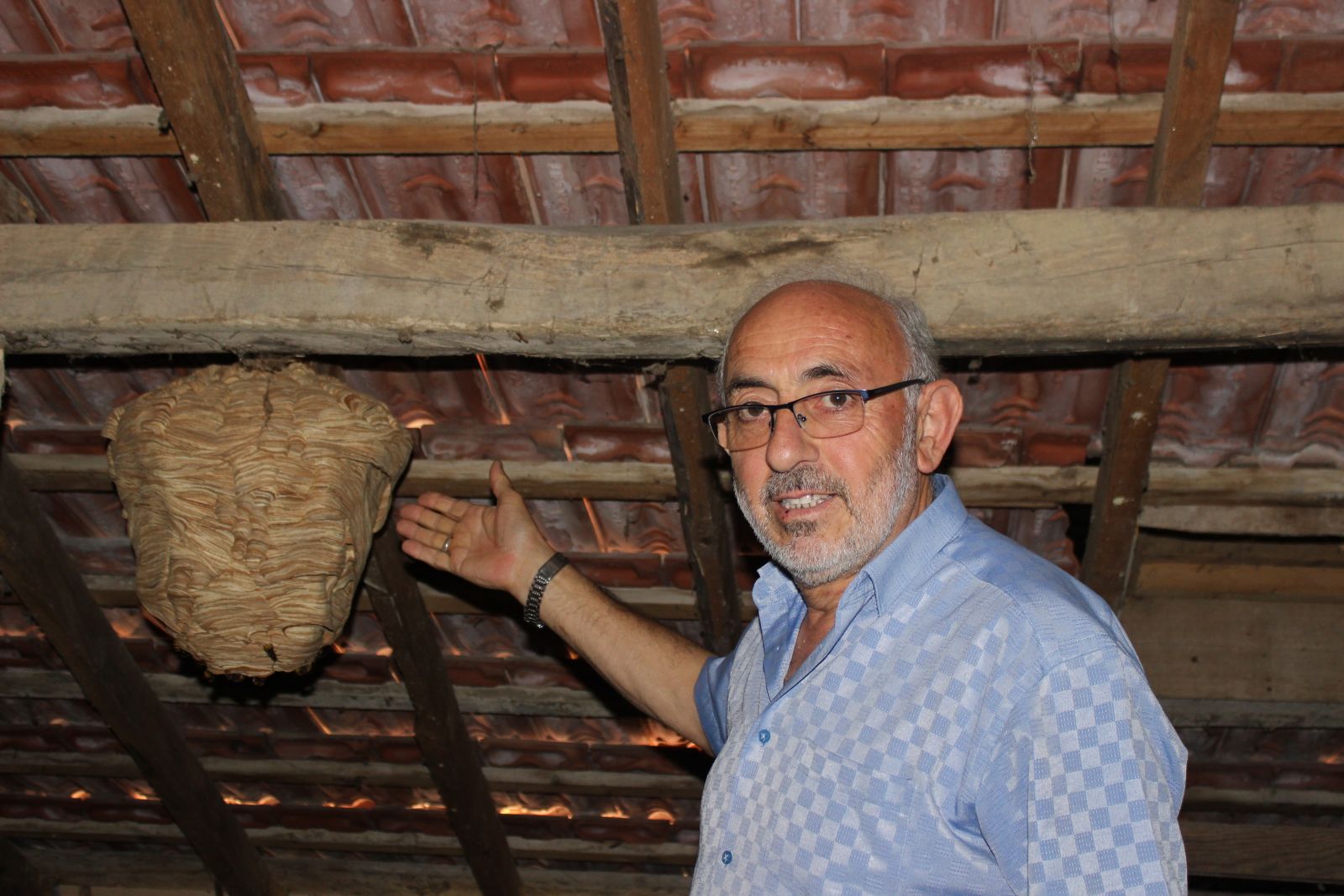 Çatıda yuva yapan yaban arıları büyük paniğe neden oldu