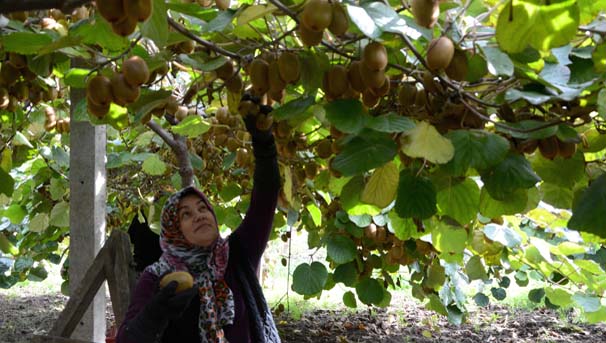 Dalındayken hepsi satıldı, talebe yetişilemiyor