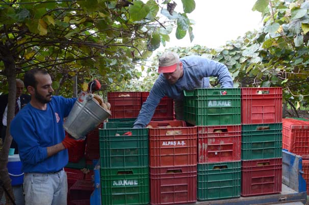 Dalındayken hepsi satıldı, talebe yetişilemiyor