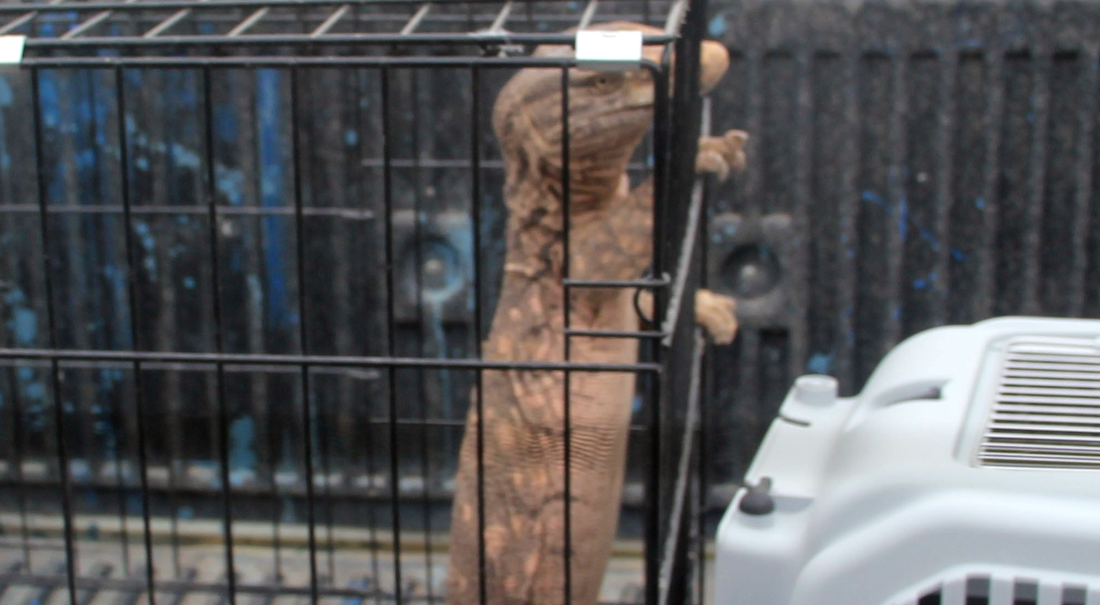 Cizre'de yakalanan çöl varanı tedavi edildi