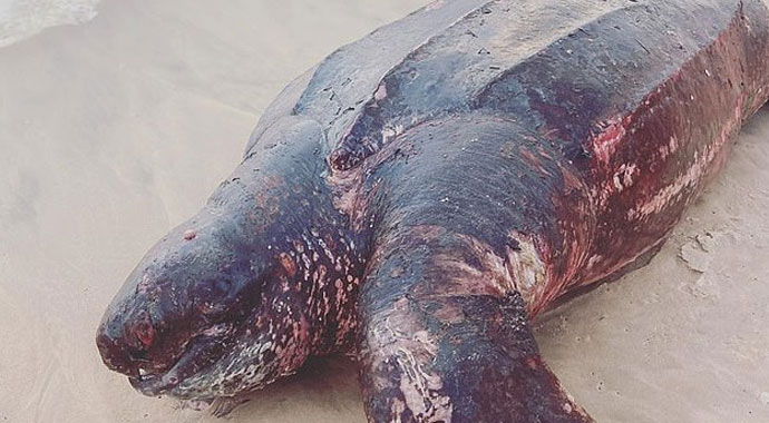 Kıyıya yarım tonluk ölü kaplumbağa vurdu