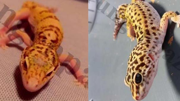 Yasa dışı yollarla getirip internetten satıyorlar!