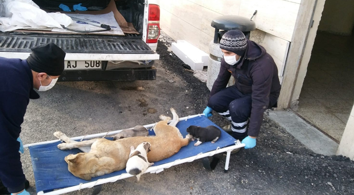 Göçük altında kalan yavru köpekler kurtarıldı