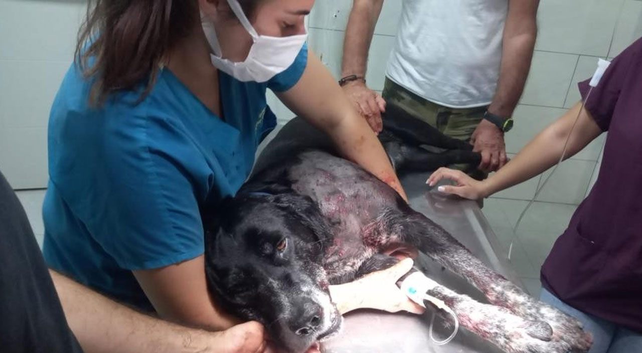 Şehrin göbeğinde dehşeti yaşatı: Kendine havlayan köpeği tüfekle vurdu