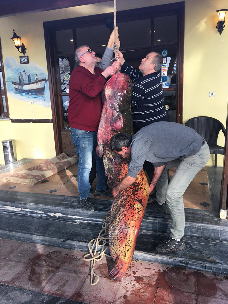 İznik Gölü’nden 2 metre 10 santim boyunda dev yayın balığı çıktı