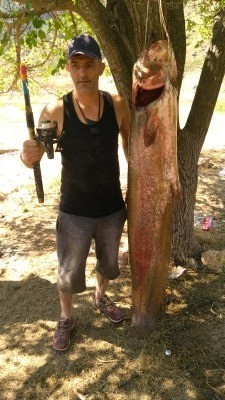 63 kiloluk dev yayın balığını olta ile yakaladılar