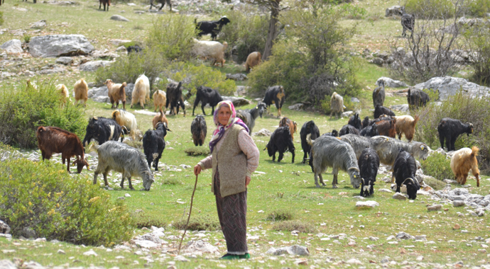 Antalya'da yörüklerin yayladan dönüşü başladı