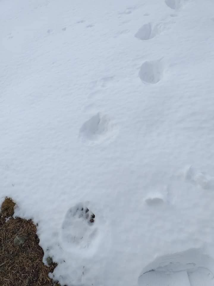 Yayla evlerine ayıların girdiğini duyunca tüfeklerini alıp yaylaya çıktılar