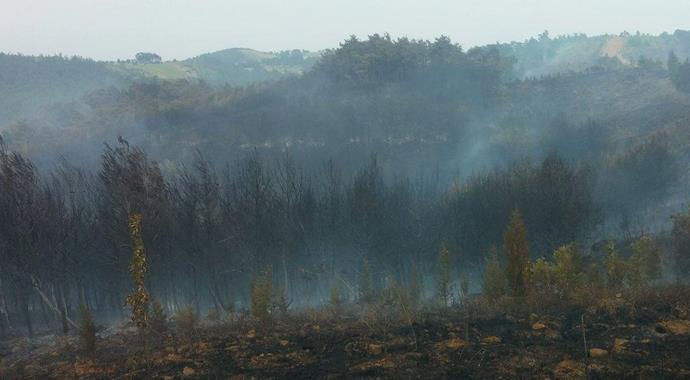 Edirne'de ki orman yangını büyüyor! Yazlık alanlara doğru ilerliyor