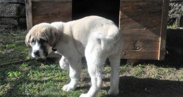 Hırsızların yeni gözdesi: Aksaray Malaklısı!