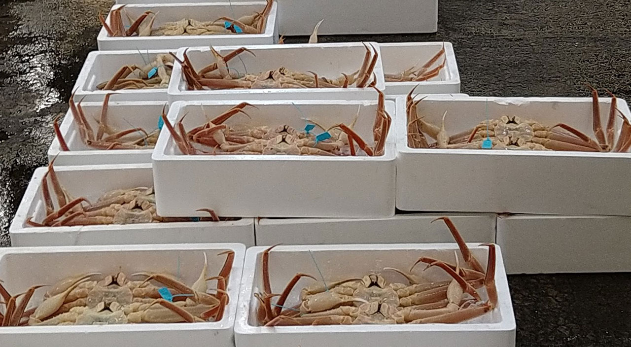 Japonya'daki açık artırmada yengeç 427 bin TL'ye satıldı