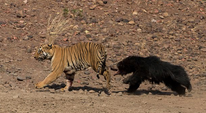 Kaplanla ayının amansız mücadelesi