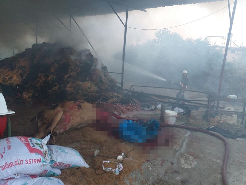13 büyükbaş hayvan yangında telef oldu