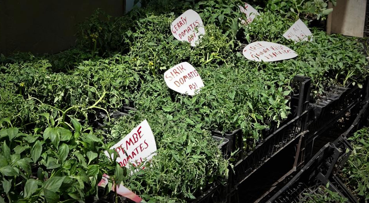 Pazardaki pahalılıktan isyan eden vatandaş çareyi tohumcularda buldu