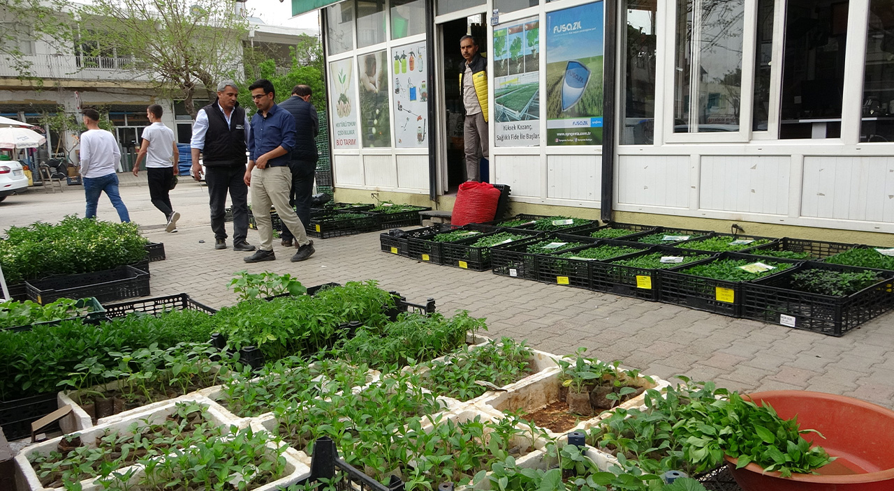 Sebze fiyatları fidecilere yaradı! Her gün az 10 bin fide satılıyor Sebze fiyatları fidecilere yaradı! Her gün az 10 bin fide satılıyor