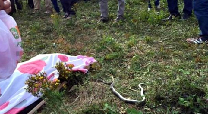 Üzerine bastığı yılan, yaşlı adamı öldürdü