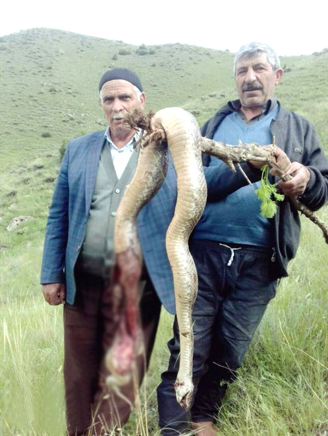 Üç metrelik engerek yılanları vatandaşın korkulu rüyası oldu