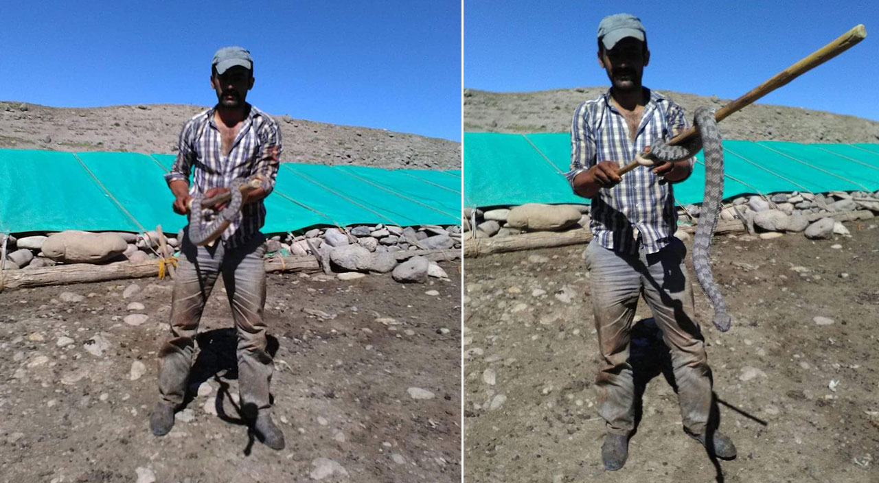 Türkiye'nin en zehirlisi! Tek ısırığıyla insanı öldüren yılan Tunceli'de ortaya çıktı