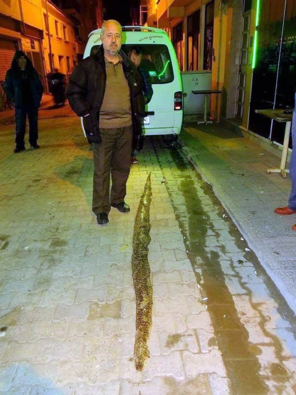 Şarköy'de 3 metre 20 santimlik yılan bulundu