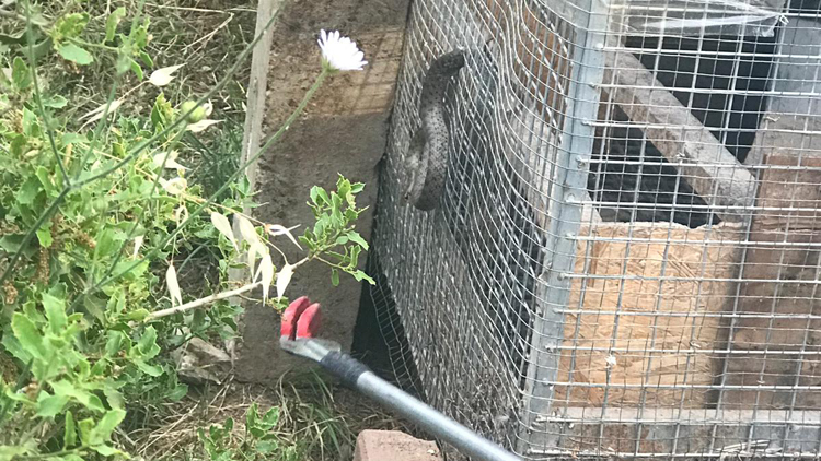 Kuş kafesine sıkışan yılanı itfaiye kurtardı
