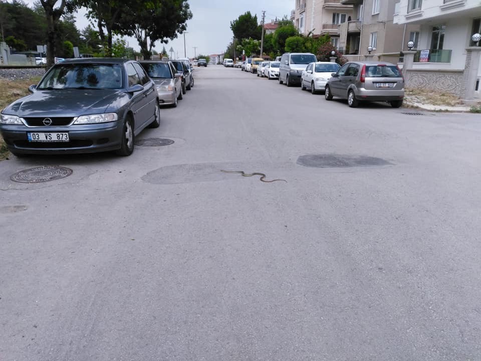Sokaktaki 2 metrelik yılan görenleri korkuttu