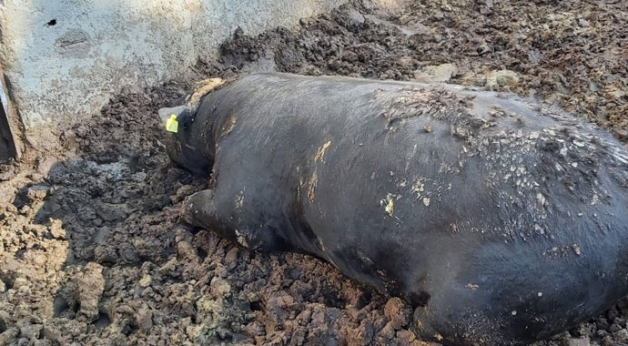 Ahıra giren yılan, 700 kiloluk kurbanlık boğayı sokarak telef etti