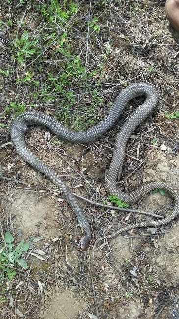 Aydın'da bahçeleri yılan bastı
