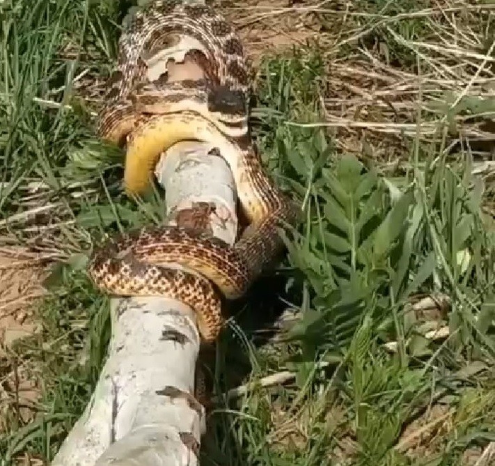 Bingöl’de görülen devasa yılan korkuttu