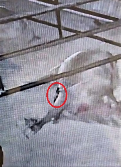 Ahıra giren yılan, 700 kiloluk kurbanlık boğayı sokarak telef etti