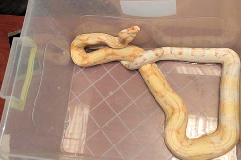 Ülkeye yasa dışı yollarla sokulan piton ve boa yılanına el konuldu