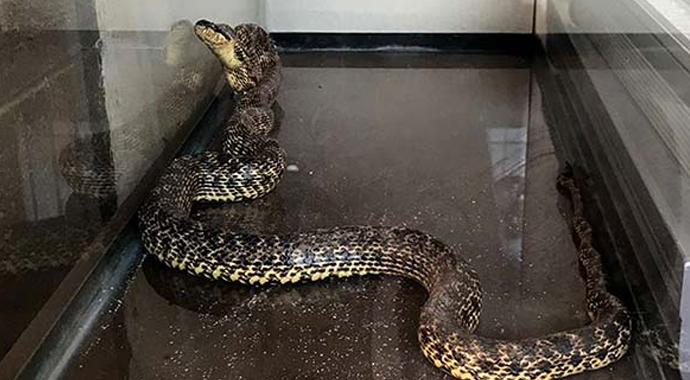 Çamaşır makinesine giren yılanı itfaiye çıkardı