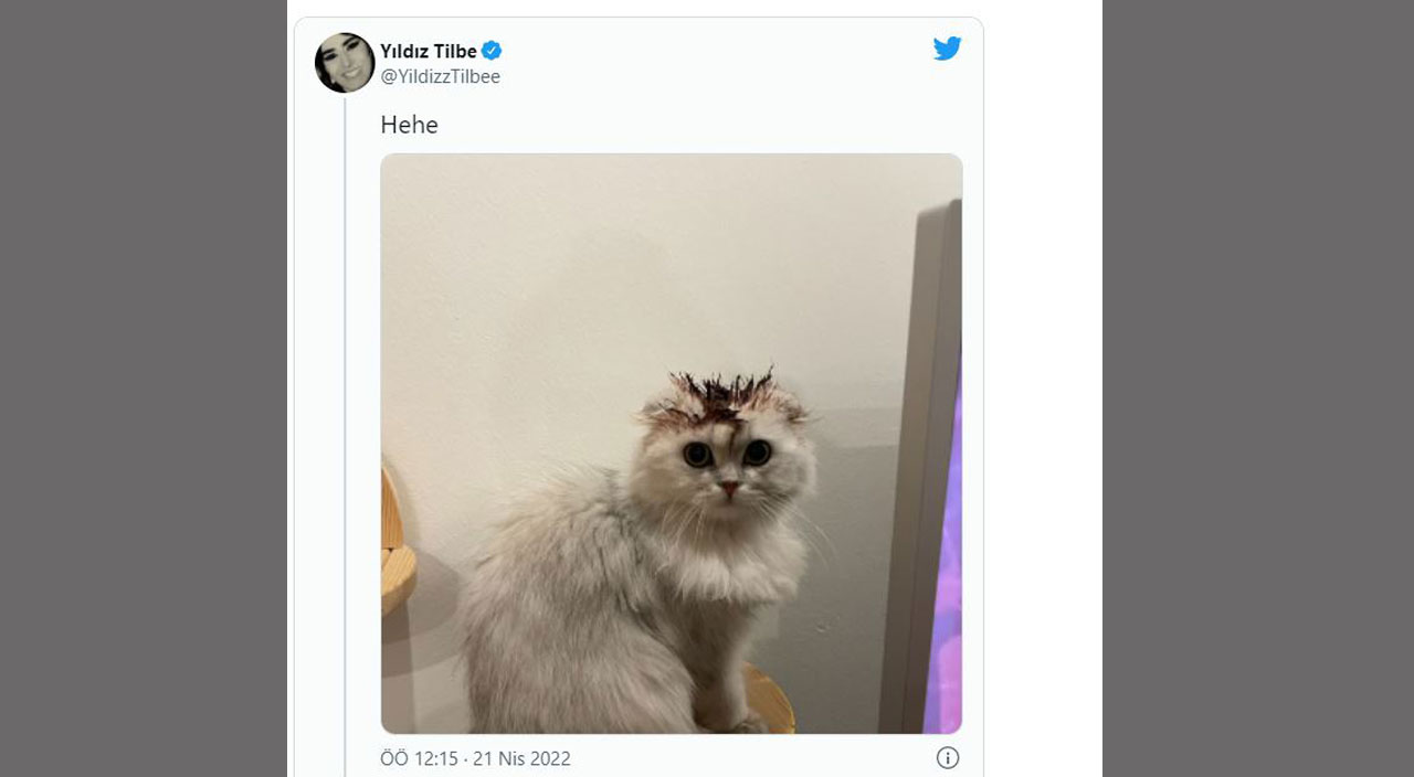 Yıldız Tilbe yine yaptı yapacağını… Kedisinin tüylerini boyayan şarkıcı sosyal medyayı ayağa kaldırdı