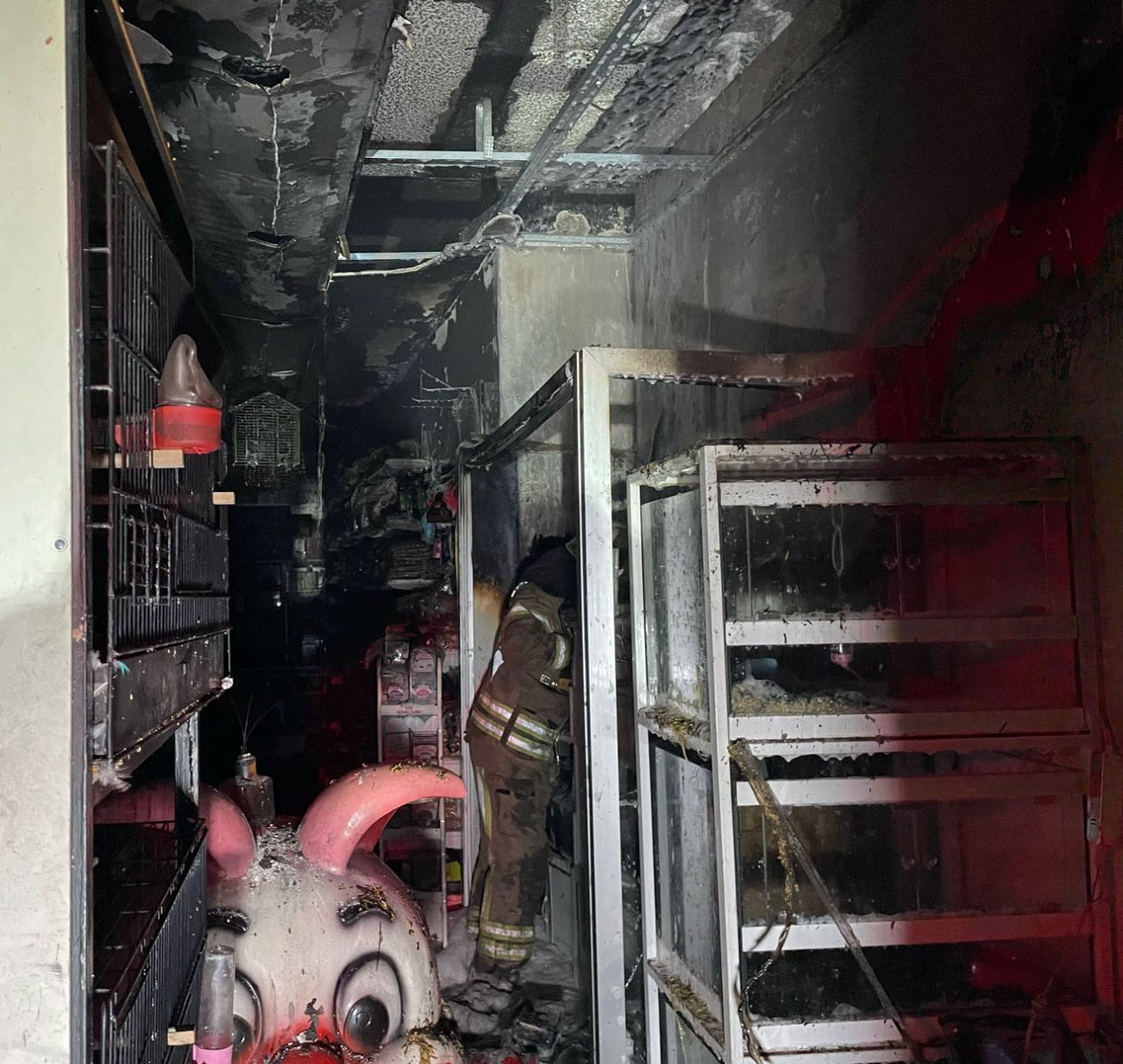 Pet shopta yangın çıktı, çok sayıda hayvan telef oldu