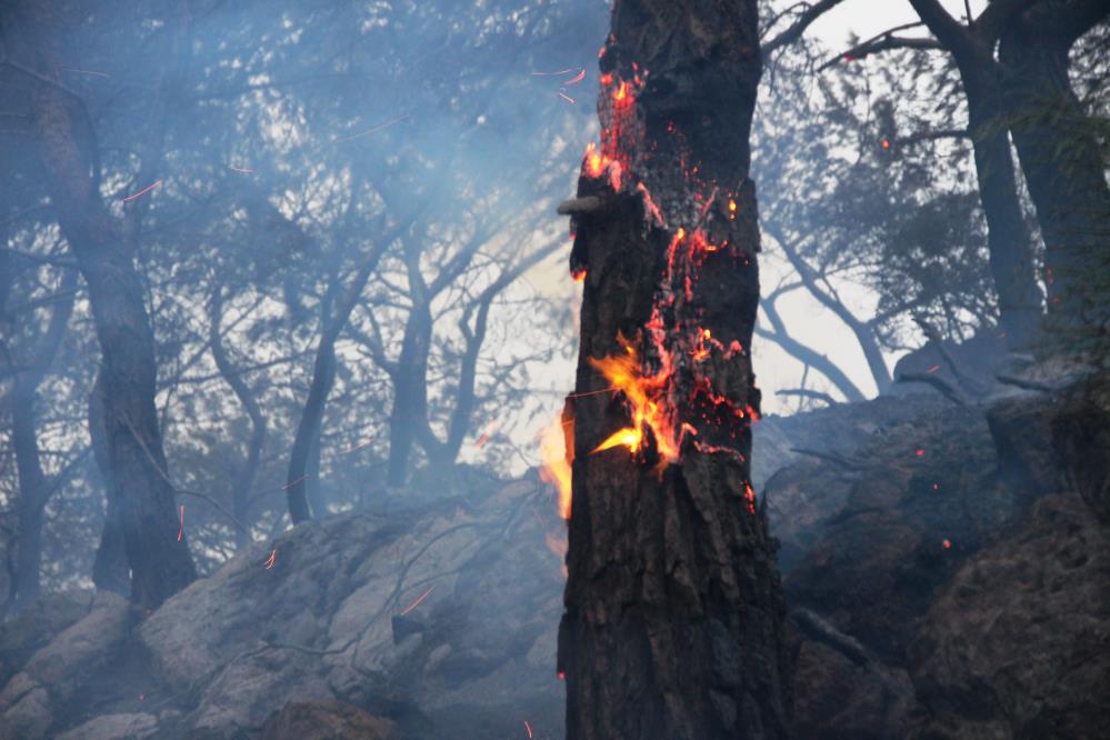 Bodrum’da ormanlık alanda çıkan yangın büyüdü