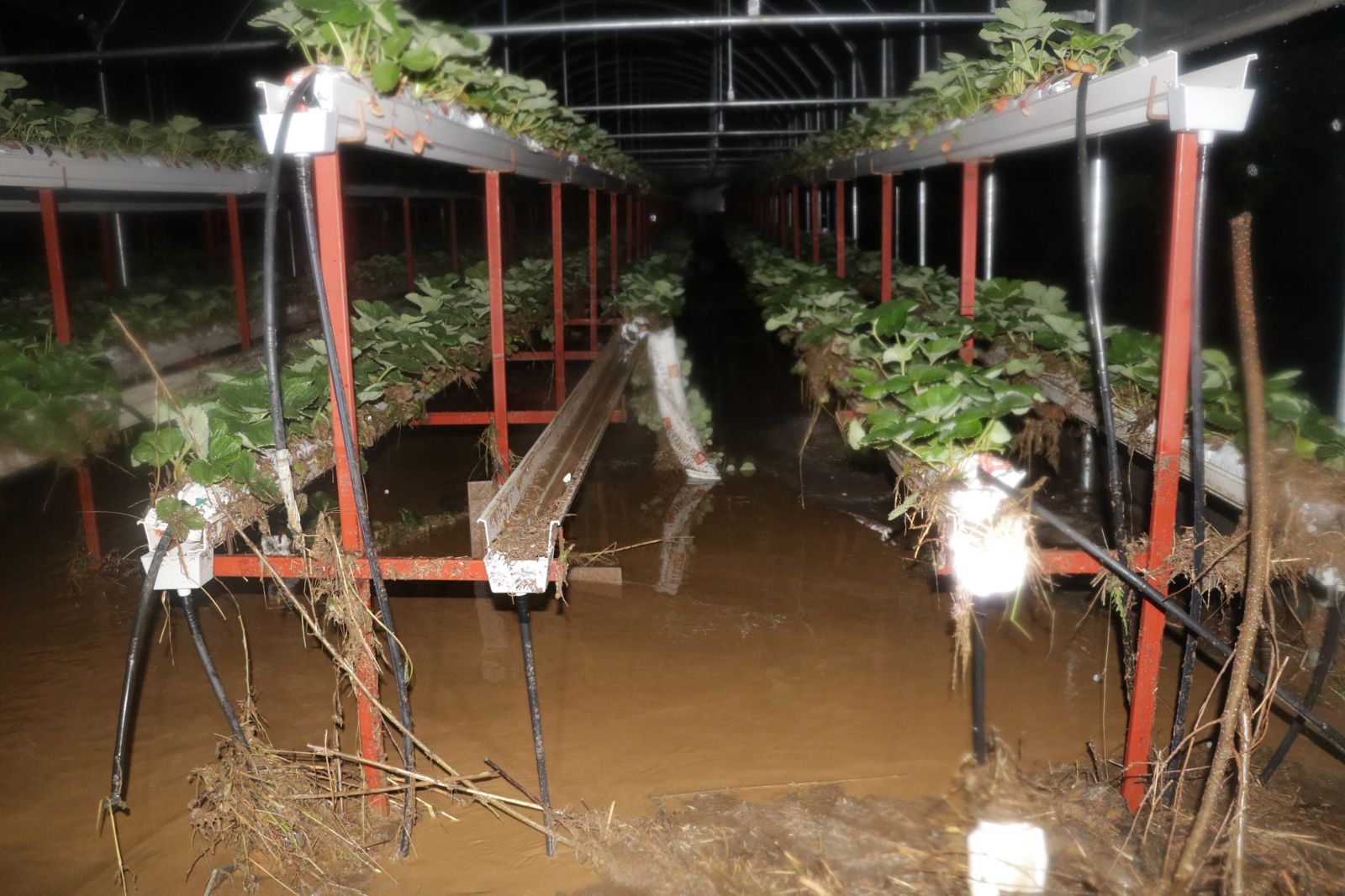 Yozgat’ta şiddetli yağış ekili alanlara zarar verdi