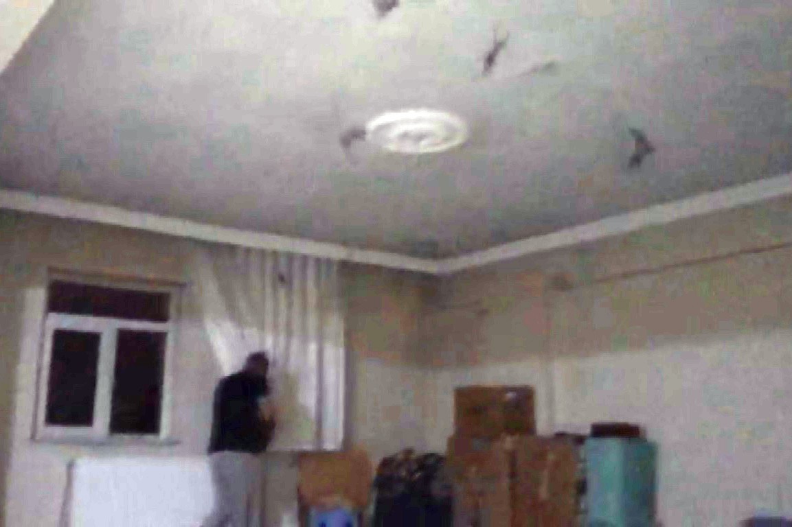 Ağrı'da evlerini yarasalar basan iki arkadaş neye uğradığını şaşırdı Ağrı'da evlerini yarasalar basan iki arkadaş neye uğradığını şaşırdı