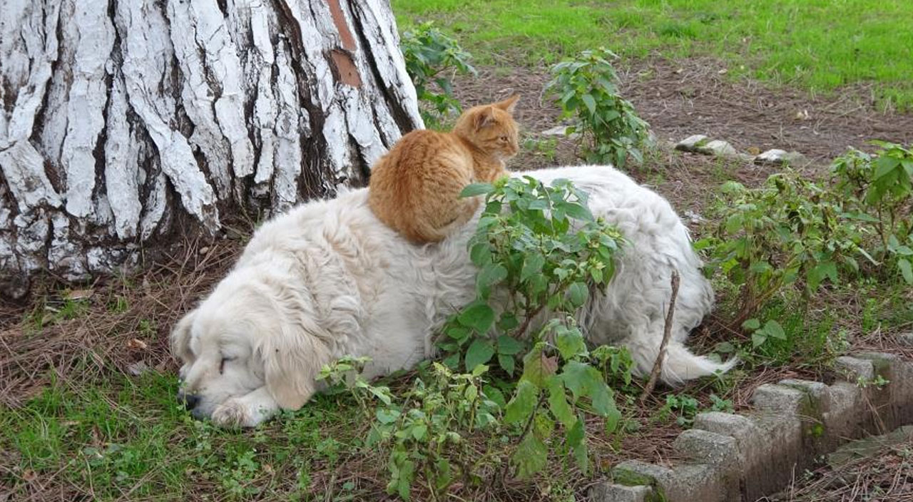 Köpek ile kedinin dostluğu görenleri şaşırtıyor