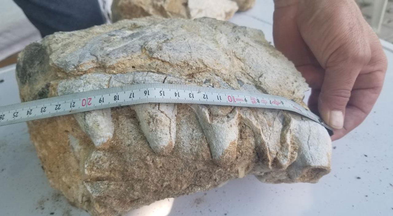 Manisa'da 10 yaşındaki kız milyonlarca yıllık fosil bulmuş olabilir