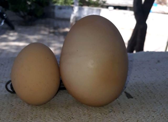 Nadir görülen olay! Dev yumurtanın içinden çıkan şey şaşkına çevirdi...