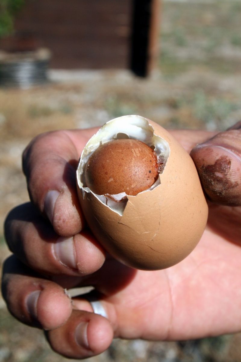Görenler şaştı kaldı! Yumurtadan yumurta çıktı