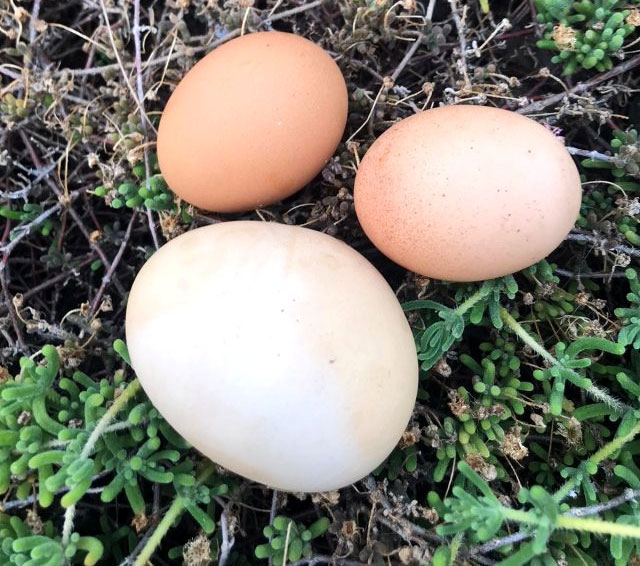 Nadir görülen olay! Dev yumurtanın içinden çıkan şey şaşkına çevirdi...