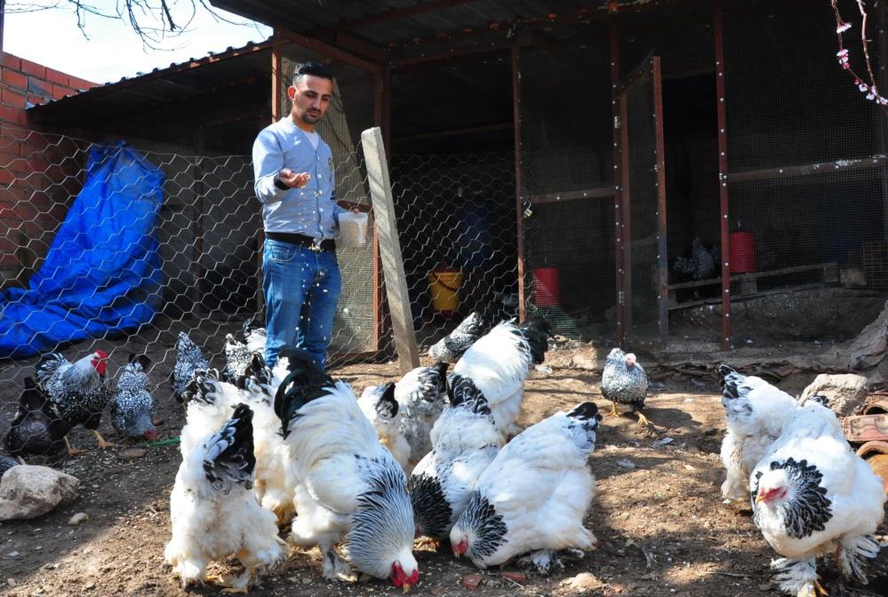 Amerika'dan getirttiği mavi yumurtalar hayatını değiştirdi