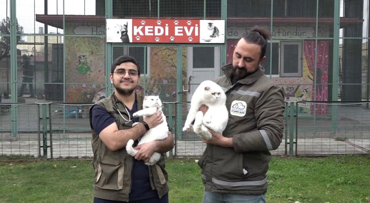 Boşanan çift kedileri paylaşamayınca ortada kalan kediler barınağa verildi