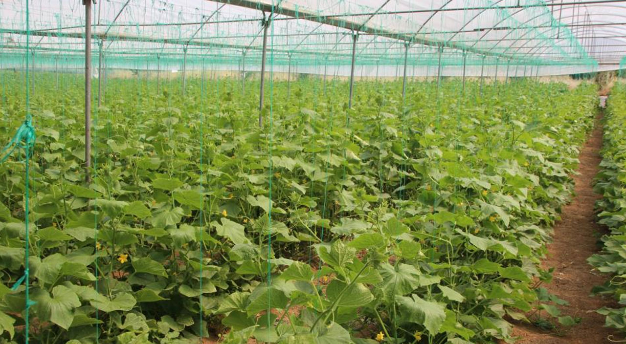 ​Tarlada 2 markette 10 lira: 40 kilometrede fiyat 5 kat artıyor