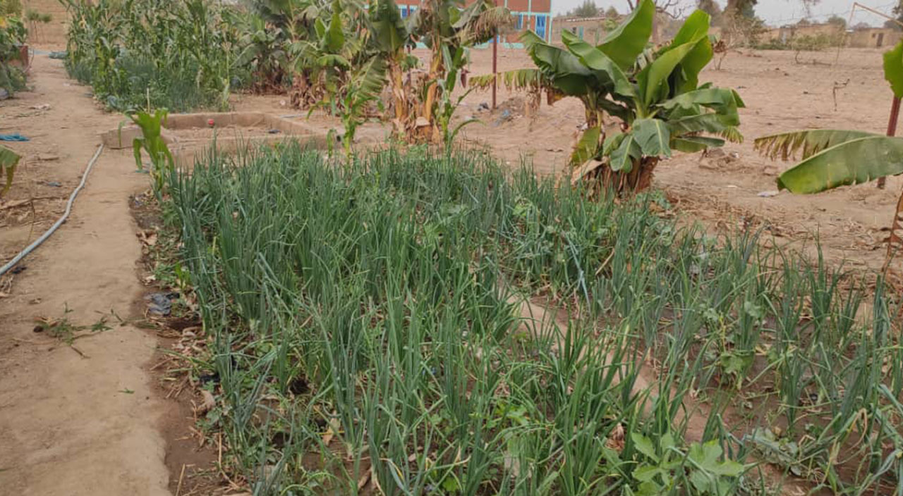 Afrika'daki kurak alanlar yemyeşil bahçe oldu