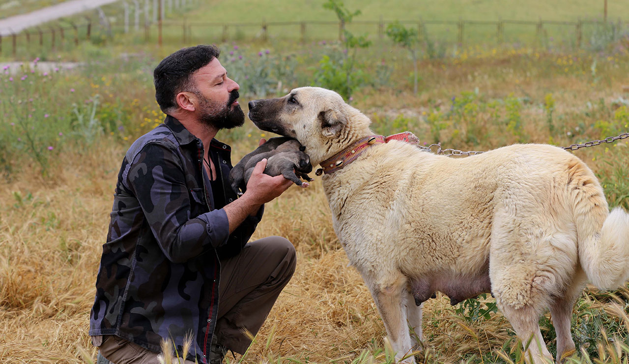 Yerli ırk yetiştiricileri: Bizimki asil köpek, pitbull silah