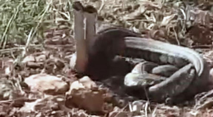 10 dakikada öldürüyor! Dünyanın en zehirli yılanları o ilimizde görüldü