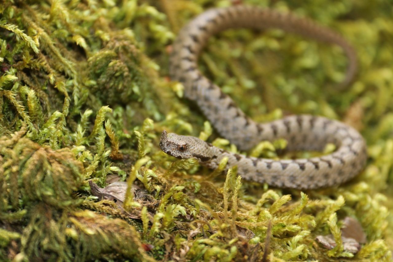 Boynuzlu engerek yılanını görüntülediler