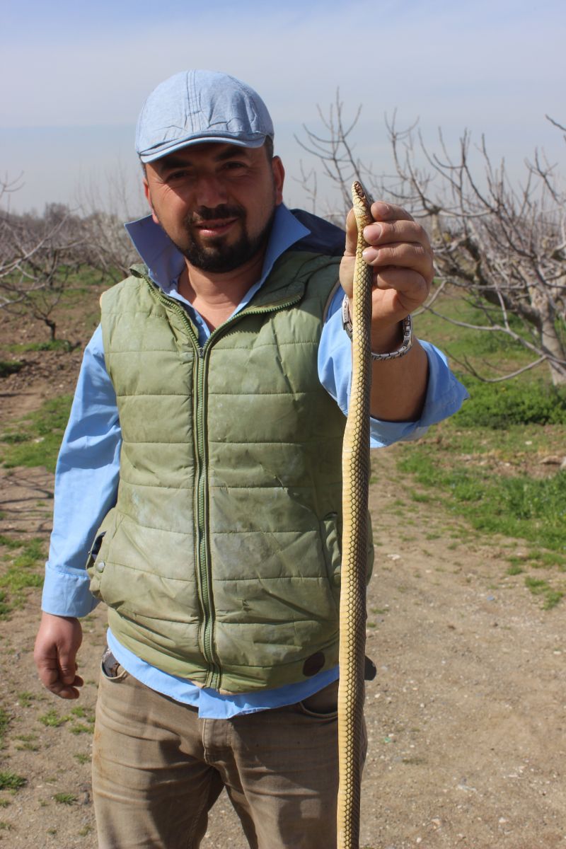 Doğaya çıkacaklar dikkat...Yılanlar bu yıl erken uyandı